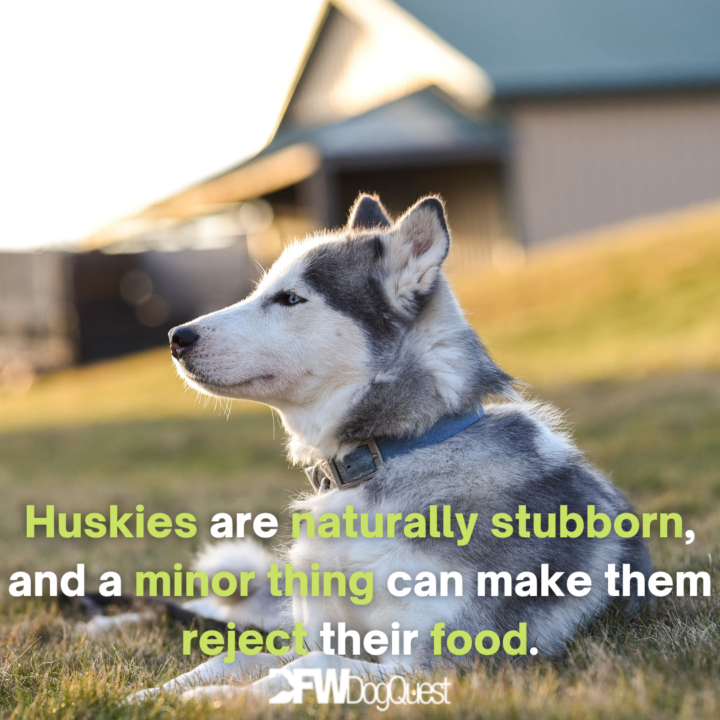 husky sitting 