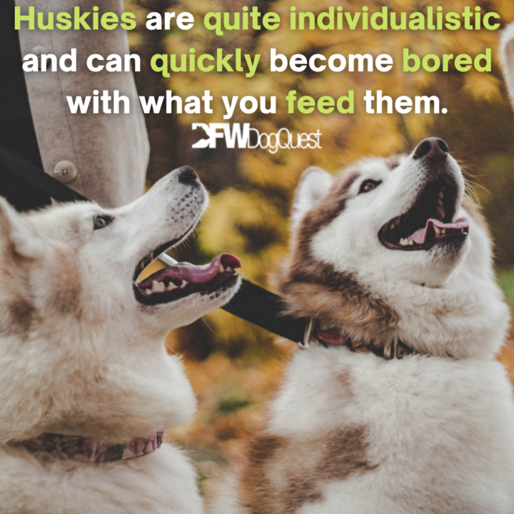 two huskies 