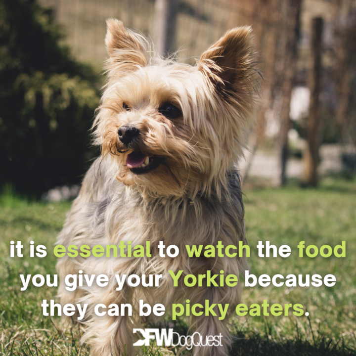 Yorkie on the grass: best dog food for Yorkies
