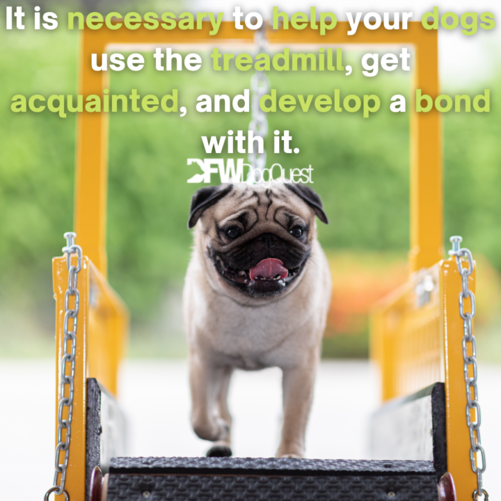 dog exercising in a treadmill