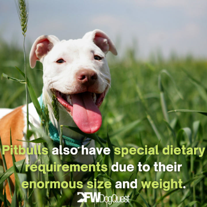 pitbull in the fields: Best Dog Food for Pitbulls