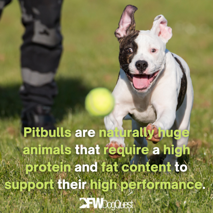 running pitbull: Best Dog Food for Pitbulls