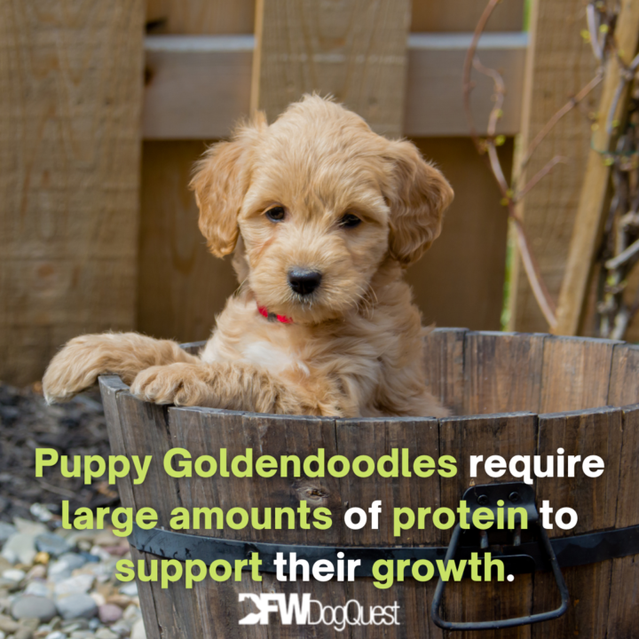 puppy: Dog Food for Goldendoodles 