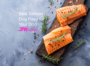 salmon dog food