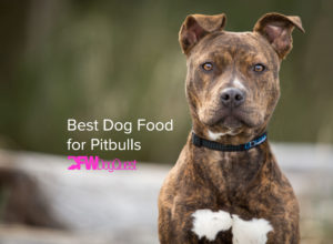 the best dog food for pitbulls