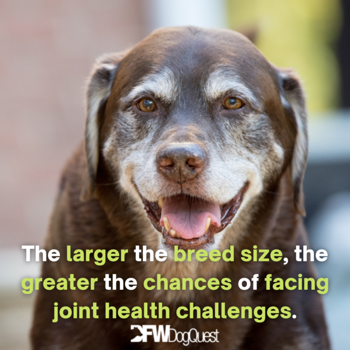 Senior dog: dog food with glucosamine