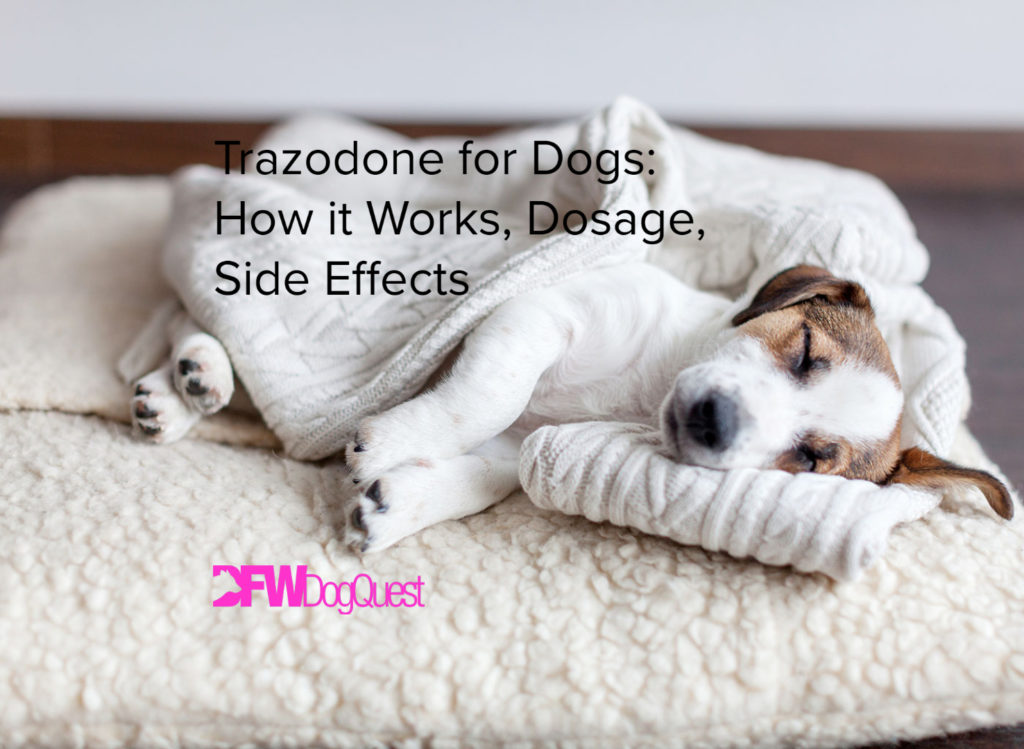 Trazodone for Dogs How it Works, Dosage, Side Effects [2022]