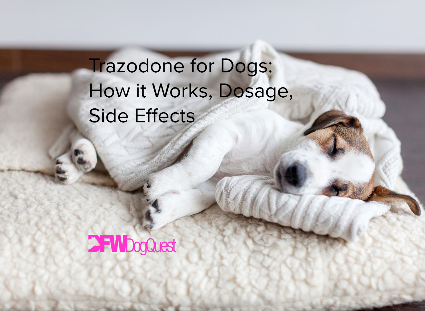 Trazodone for Dogs: How it Works, Dosage, Side Effects [2022]