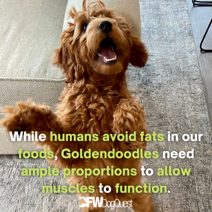 tricks: Dog Food for Goldendoodles
