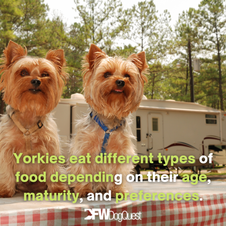 yorkies on the table