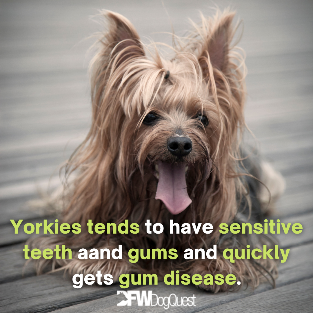 10 Best Dog Food for Yorkies [2022]