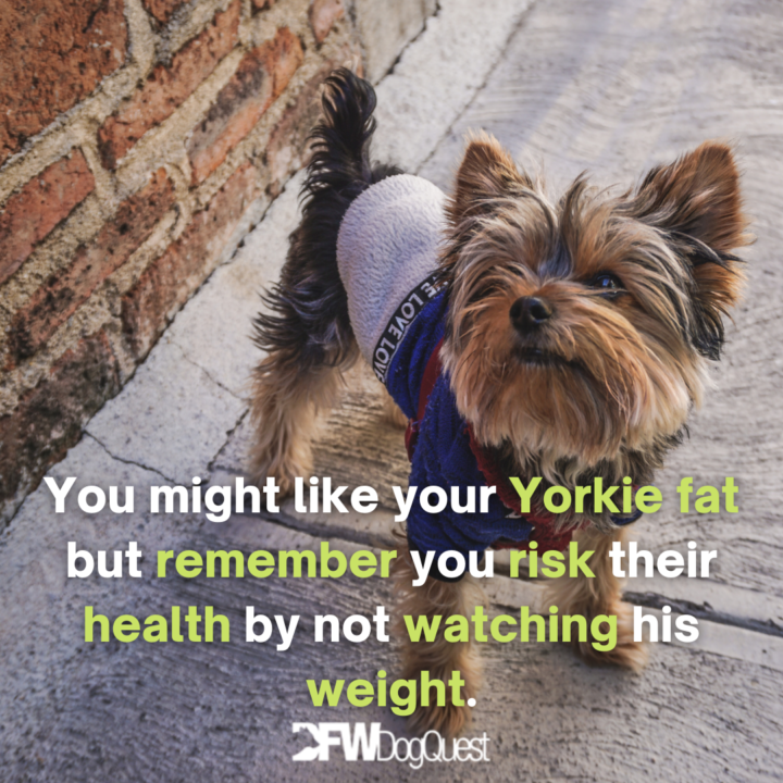 Yorkie waling on the street: dog food for Yorkies